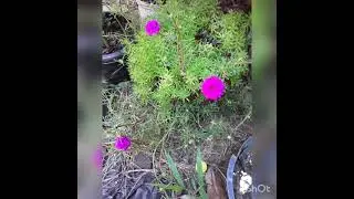 NEW flowers videos #flowerchannel#