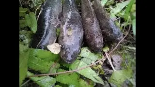 Best Hand Fishing | Catching Fish in deep Hole By Hand (Part-2)
