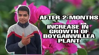 AFTER 2MONTHS INCREASE IN GROWTH OF BOYGAINVILLEA PLANT||PART-2