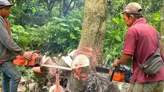 Dramatic, squeezing and aged saplings, Husqvarna 395xp