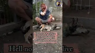 I'm building the enclosure for rescued dogs in my home shelter
