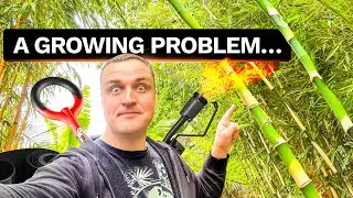 3 Tips to Avoid Invasive Bamboo