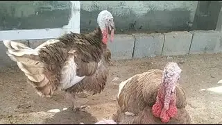 Bird Tales With Abbas is live! #livestreaming #youtubelive #live #birds #pets #livebirds