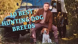 10 BEST HUNTING DOG BREEDS | ANIMAL WORLD