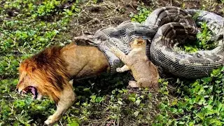 Lion vs Big Python Snake Real Fight | Lion Cubs Defend His Brother From Python Hunt, Big Cat Diary