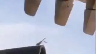 PRAYING MANTIS VS EXCAVATOR | iLaughed
