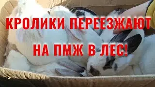 Кролики переезжают в лес на ПМЖ!
