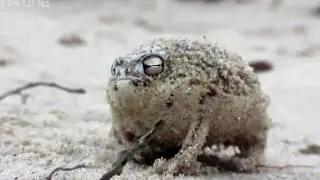 Frog has the power of god and anime on his side