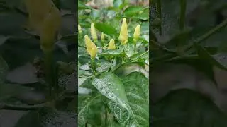 My garden #Hot White Chillies#nature #smallscalefarming #farming #shorts