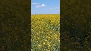 Rapeseed has bloomed☺ #rapeseed #field #yellow flowers #рапс