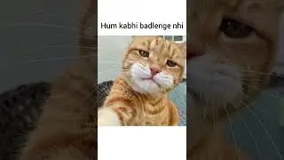 Hum nhi sudhrenge 😂🐾|  #catmemes #funnycats #viralmemes #tweetreels #relatable #relationship