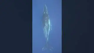 Мечты о желаньях сбываются в Тонга 🌴🐋 | Приключения на острове Мауну #списокжеланий #кит #океан #...