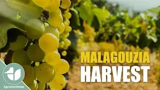 Μαλαγουζιά | H ώρα του τρύγου έφτασε!!!