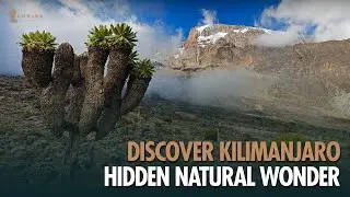 The giant groundsel of Kilimanjaro &ndash; Nature&rsquo;s Ancient Wonder!