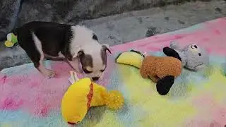 Suri Playing! Sugarplum Bulldogs!