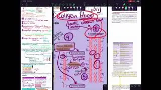 Biochemecial aspects of connective tissue - biochemistry