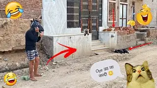 Fake small gorilla vs dog prank funniest dogs scared try to not laugh boom fun tv