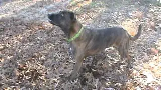 Dog Climbing Tree