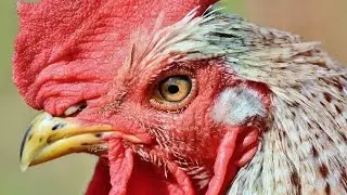 Rooster Sound 1 Hour HD Quality White Noise