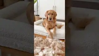 You won&rsquo;t believe how much hair she had!! 😱 #goldenretriever #shedding #doglover #dog
