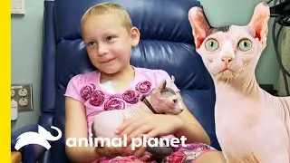 Adorable 'Dwelf' Cat Brings A Smile To Young Cancer Patients' Faces | Cats 101