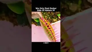 &ldquo;The Slug NEVER Saw This Coming 💀🌿 #slug #venusflytrap #wtfnature #shorts #plantattack