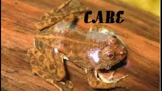 Indonesian/Spotted Floating Frog Care