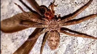 TERMITE KING AND QUEEN ALATES KILLED BY SPIDERS