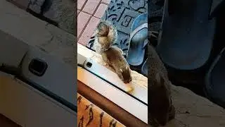 Petee Takes Two Peanuts, Piggie. #squirrel #squirrels #pets #animallife #cuteanimal