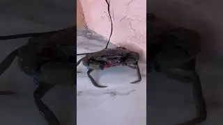 Crab in house #philippines #pilipinas #crab #animals #seafood #travel #traveling #adventure #food