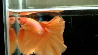 { Sold out } Betta Splendens : (1210-80) Orange HM STM.mp4
