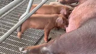 Duroc piglets USA Breed by ManopFarm