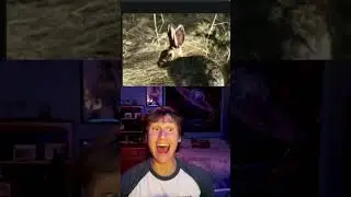Could You Win Against a Random Animal? #reddit #shorts