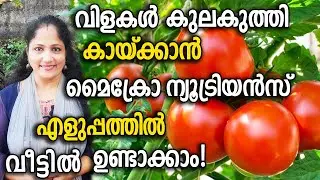 വിളകൾ കുലകുത്തി കായ്ക്കാൻ മൈക്രോ ന്യൂട്രിയൻസ് ഉണ്ടാക്കാം ! | Vegetables BOOSTER Fertilizer Malayalam