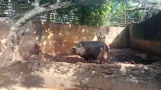 Palawan Bearded Pig . #Palawancitytour