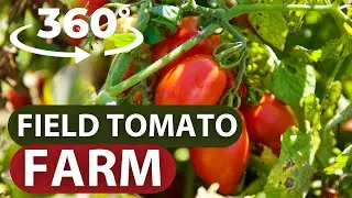 Томатная ферма «360 Field»