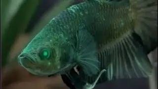 Los Bettas M&Aacute;S Caros Y Ex&oacute;ticos Que He Visto Bettas Lara Experiencia Acu&aacute;tica Internacional 2025