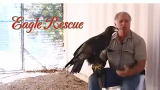 Animal Documentary: Man Rescues Injured Eagle and Sets It Free &ndash; A Powerful Story of Gratitude