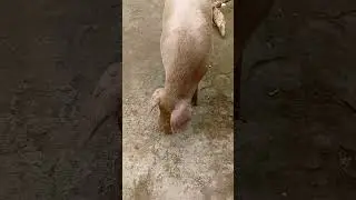 Pigs out of cage #pig #babi