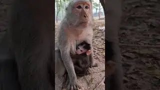 Lovely old mom JADE with cutie newborn baby monkey JADA #shorts