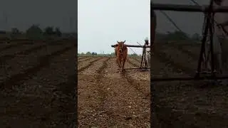 khilari bail /khillari status//killar cow //khillar bail //khillari maharshtrachi shaan