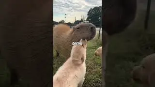 capybaras & dogs: best friends? #capybara #animals