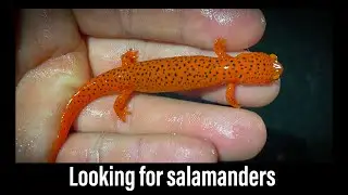 Looking for Salamanders