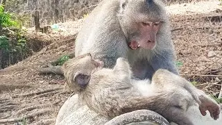 CHAV LOVES A LITTLE BOY. HE DOESN'T BITE HIM. HE JUST TAKE CARE.