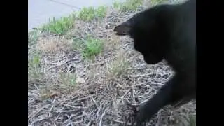 cat vs.tarantula spider