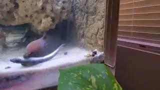 Viper Moray Eel Eating Fishes in Aquarium