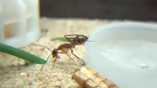 Camponotus conspicuus inaequalis