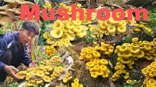 ## It's Time To Collect The Wild mushroom 🍄 Arunachal Pradesh North East India