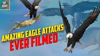 Top 10 Amazing Eagle Attacks Ever Filmed | Best Eagle Attacks Urgent