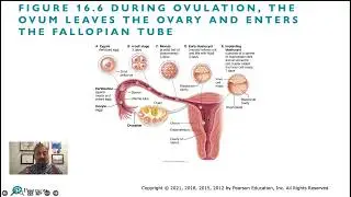 BIOL 1310: Female Reproduction